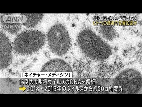 “サル痘”世界で拡大　ヒトへの感染で変異加速か(2022年6月25日)