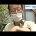 国蝶「オオムラサキ」の羽化　愛好家が人工飼育に取り組む　京都・福知山市（2022年6月25日）