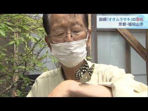 国蝶「オオムラサキ」の羽化　愛好家が人工飼育に取り組む　京都・福知山市（2022年6月25日）