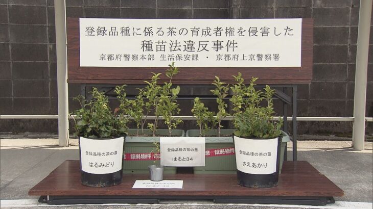 無許可で登録品種の日本茶を販売か　種苗法違反の疑いで会社員の男を書類送検