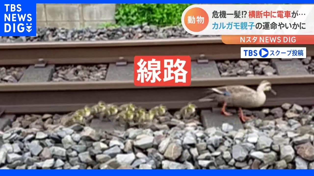 「電車が通過したのでヒヤヒヤ」カルガモ親子が線路でお散歩。線路に取り残された子ガモの運命は！？&「だるまさんが転んだ！」をする猫｜TBS&nbsp;NEWS&nbsp;DIG