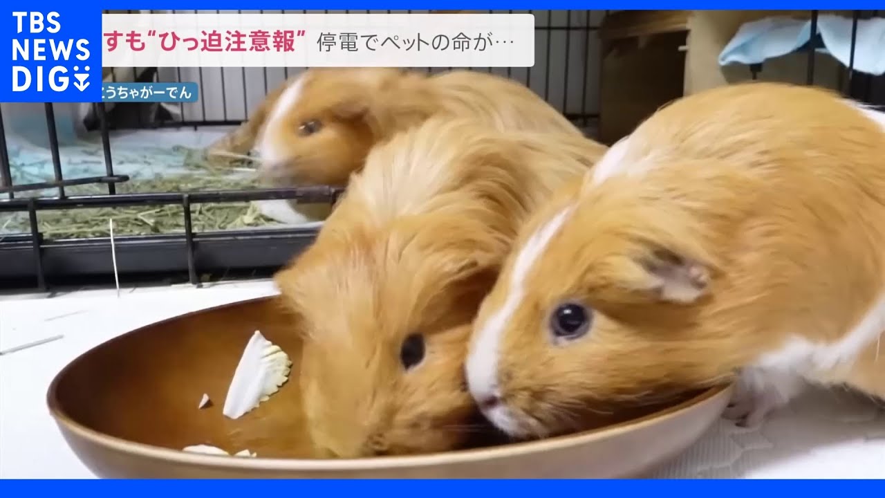「停電になったらペットの命が…」連日の猛暑で電力ひっ迫。100匹の動物と暮らす女性の節電とは‥｜TBS&nbsp;NEWS&nbsp;DIG