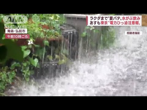 【異例】関東の早い「梅雨明け」影響？　北日本で“災害級”大雨に警戒を(2022年6月28日)