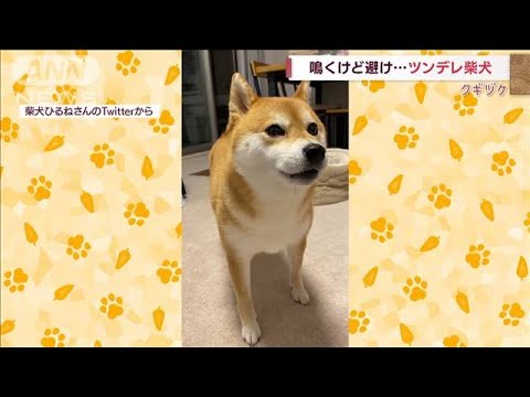 「クーン」甘え声なのに…まさかの拒絶　ツンデレな柴犬(2022年6月28日)