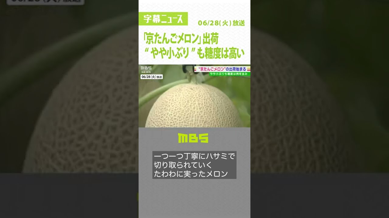 「京たんごメロン」出荷が始まる　雨少なく“やや小ぶり”も糖度は高く出来は例年通り（2022年6月28日）#Shorts#京たんごメロン#出荷