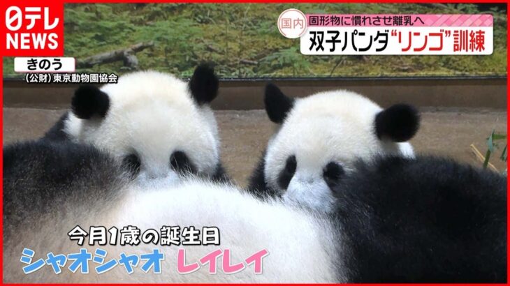 【双子パンダ】“リンゴ”訓練 固形物に慣れさせ離乳へ