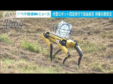 あの犬型ロボが救世主に！？林業の人手不足解消へ(2022年6月28日)