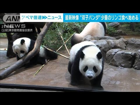 上野動物園の双子パンダ　“固形物”リンゴ食べ始める(2022年6月28日)