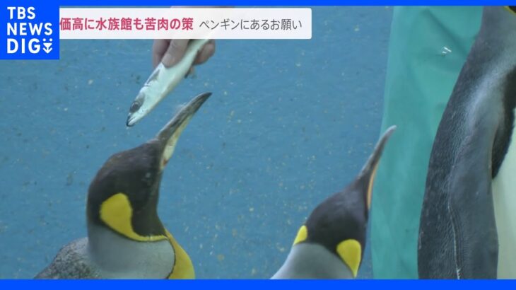 猛暑＋物価高 水族館では格安エサも…ペンギンは“拒否”｜TBS NEWS DIG