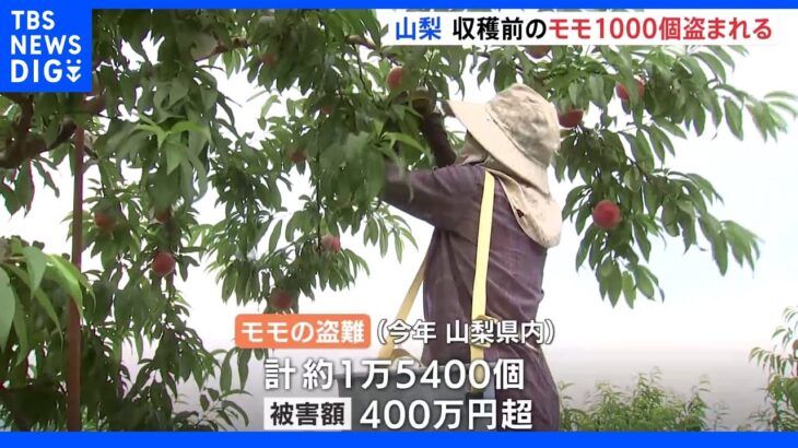 「青いモモを盗って何をするのか」　収穫前のモモ 約1000個盗まれる　山梨｜TBS NEWS DIG