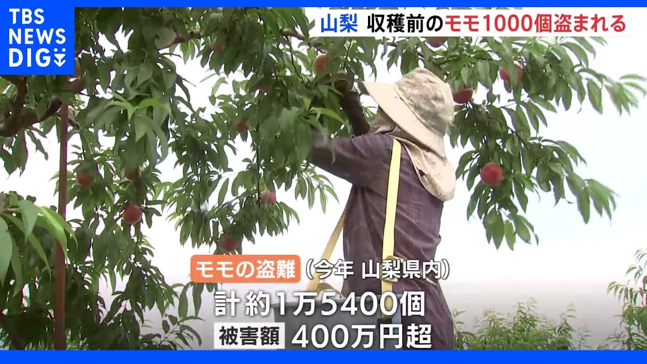 「青いモモを盗って何をするのか」　収穫前のモモ&nbsp;約1000個盗まれる　山梨｜TBS&nbsp;NEWS&nbsp;DIG