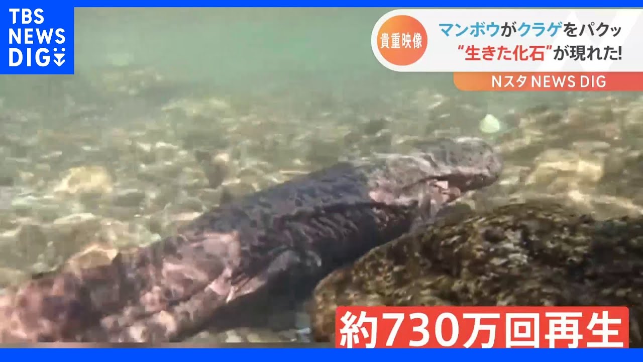 クラゲを食べるマンボウにオオサンショウウオまで！水中の不思議で貴重な映像｜TBS&nbsp;NEWS&nbsp;DIG