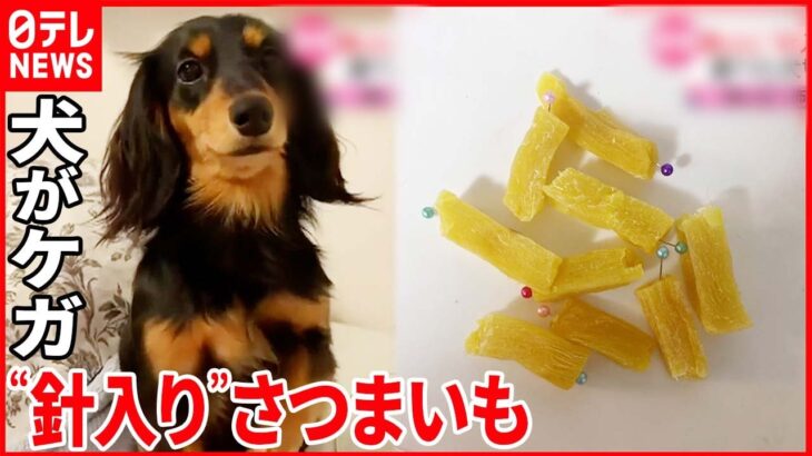 【路上に“針入り”さつまいも】食べた犬は切開手術し入院 飼い主「怖すぎて体が震えた」