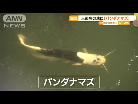 「人面魚」の池に“珍魚”「パンダナマズ」現れ話題(2022年6月30日)