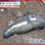 【注意】海岸に“毒クラゲ”多数漂着 触手に強い毒 神奈川・茅ヶ崎市