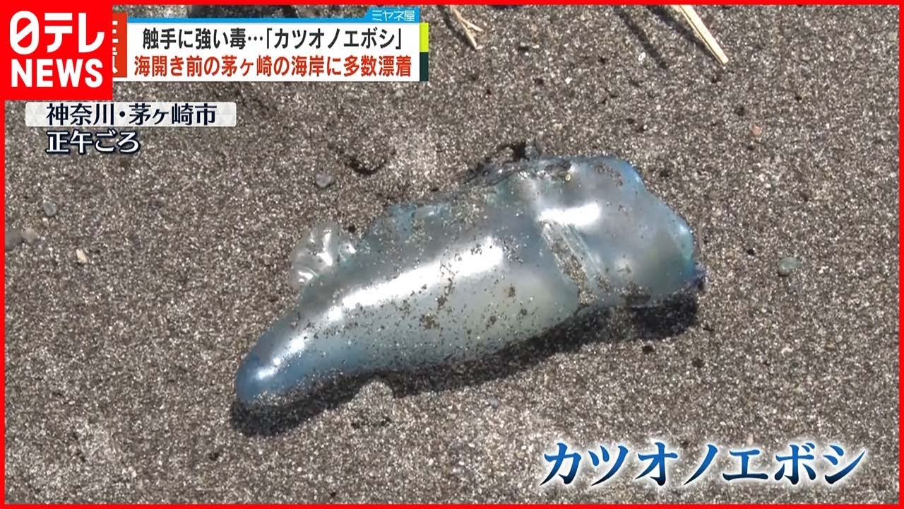 【注意】海岸に“毒クラゲ”多数漂着 触手に強い毒 神奈川・茅ヶ崎市