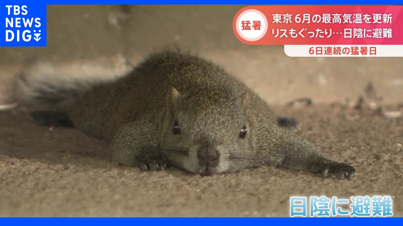 「夏バテ」は人間だけじゃない？リスはぐったり、エアコンが壊れたラーメン店は窮地&nbsp;“観測史上初”の猛暑相次ぎ各地に異変｜TBS&nbsp;NEWS&nbsp;DIG