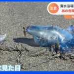 「子どもが触っちゃいそう！」神奈川の海岸に透明で綺麗な“謎の物体” 海開き目前に目撃相次ぐ正体は“危険生物”【Nスタ】｜TBS NEWS DIG