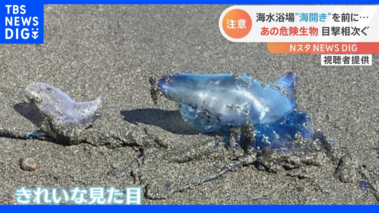 「子どもが触っちゃいそう！」神奈川の海岸に透明で綺麗な“謎の物体”&nbsp;海開き目前に目撃相次ぐ正体は“危険生物”【Nスタ】｜TBS&nbsp;NEWS&nbsp;DIG