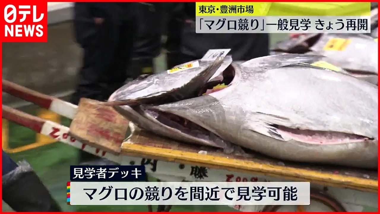 【豊洲市場】 ｢マグロ競り｣一般見学　2日から再開