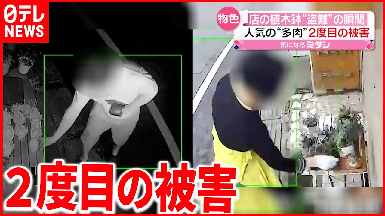 【“盗難”の瞬間】店先の多肉植物“盗難” 2か月前も同じ被害に…