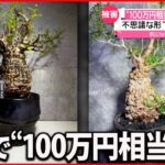 【盗難】観葉植物 2株で“100万円相当”「樹齢250年以上」の貴重品