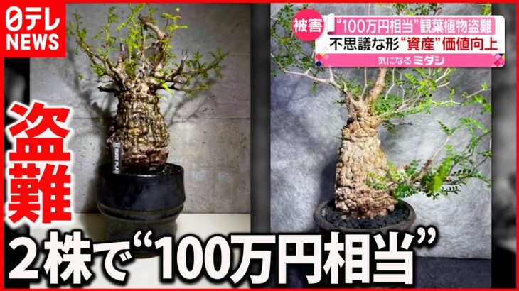 【盗難】観葉植物 2株で“100万円相当”「樹齢250年以上」の貴重品
