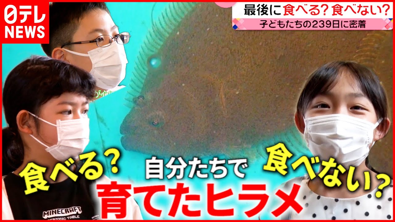 【命の授業】ヒラメと子どもたちの239日 食べる？食べない？小学生の決断は―『news every.』16時特集