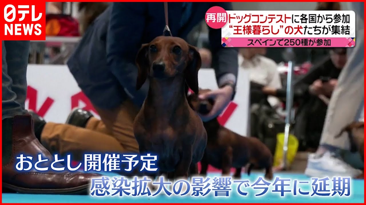 【スペイン】ドッグコンテストに各国から250種が参加 屋内イベントでもマスクなし