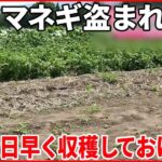 【盗難】収穫直前に…畑のタマネギ260個