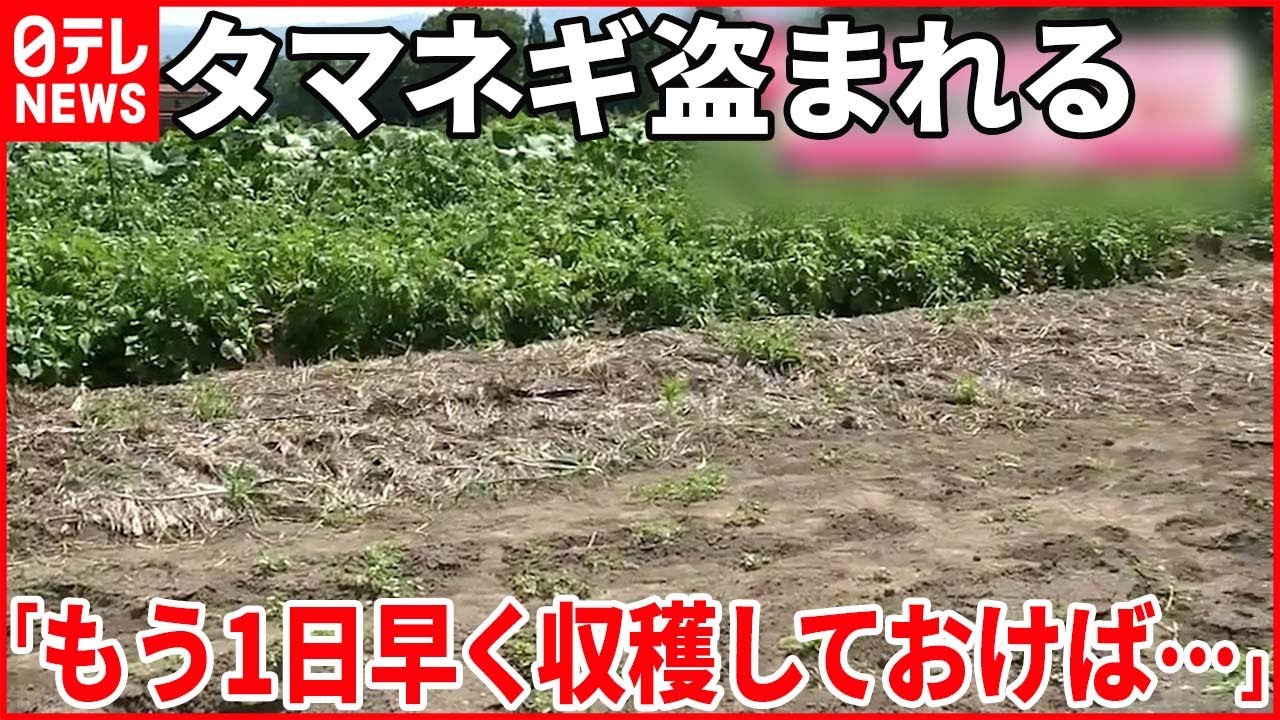 【盗難】収穫直前に…畑のタマネギ260個