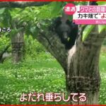 【遭遇】距離わずか3メートル…よだれ垂らしたクマ　遭遇した女性が撮影