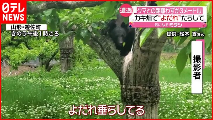 【遭遇】距離わずか3メートル…よだれ垂らしたクマ　遭遇した女性が撮影