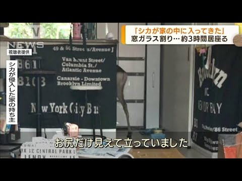 「シカが家の中に」　窓ガラス割り約3時間居座る(2022年6月23日)