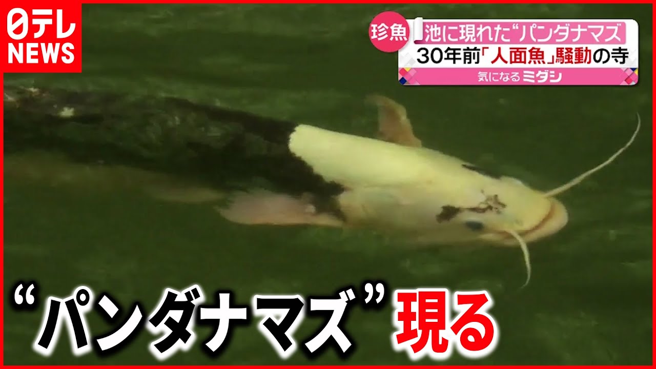 【珍しい生物】30年以上前に“人面魚”騒動のお寺 今度は…