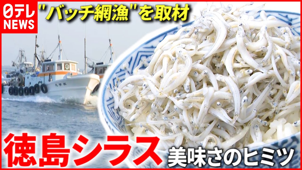 【美味い！】水揚げから30分で出荷⁉︎ 徳島シラス 美味しさのヒミツは？　徳島　NNNセレクション