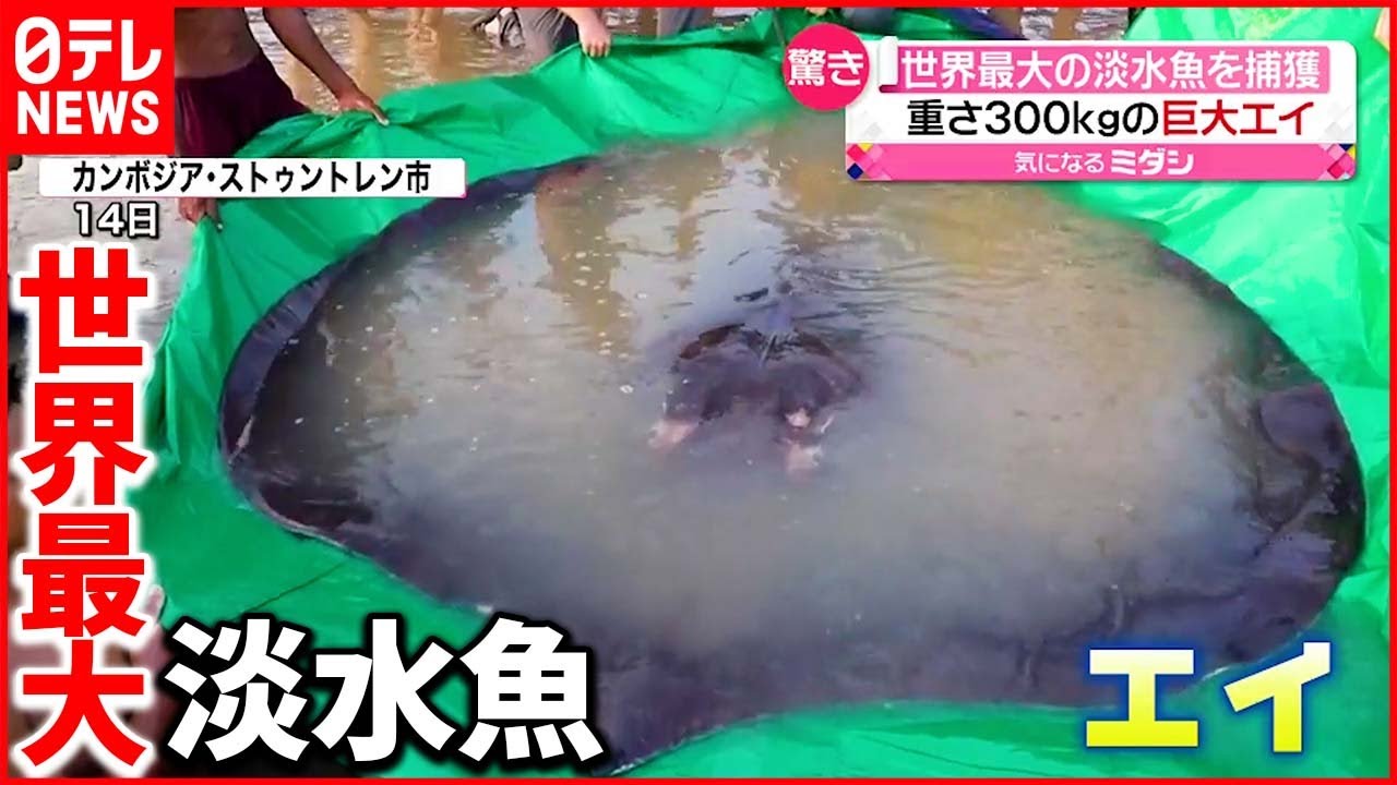 【驚き】約300kgの”エイ”発見 研究者「希望の持てる兆候」 カンボジア