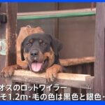 大型犬ロットワイラーが住宅から逃げ出すも約4時間後に捕獲　栃木｜TBS NEWS DIG