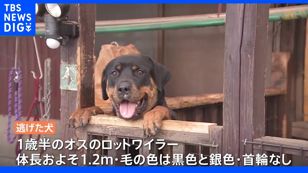 大型犬ロットワイラーが住宅から逃げ出すも約4時間後に捕獲　栃木｜TBS&nbsp;NEWS&nbsp;DIG