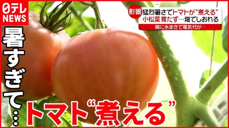 【危険な暑さ】野菜にも影響… 電力大手4社が“値上げ”発表