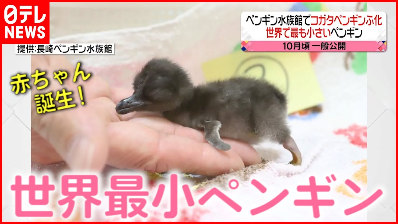 【誕生!】国内でわずか42羽!世界最小ペンギンの赤ちゃん誕生 長崎 NNNセレクション
