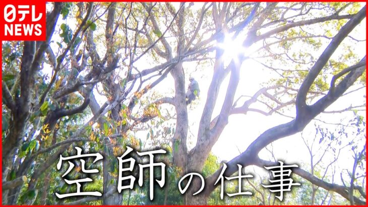 【匠】この道50年 大木を伐採する”空師”の仕事とは　徳島　NNNセレクション
