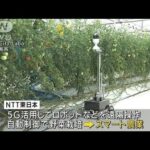 5G活用の“スマート農業”　学校給食の生ごみは再エネや肥料に　NTTが公開(2022年6月23日)