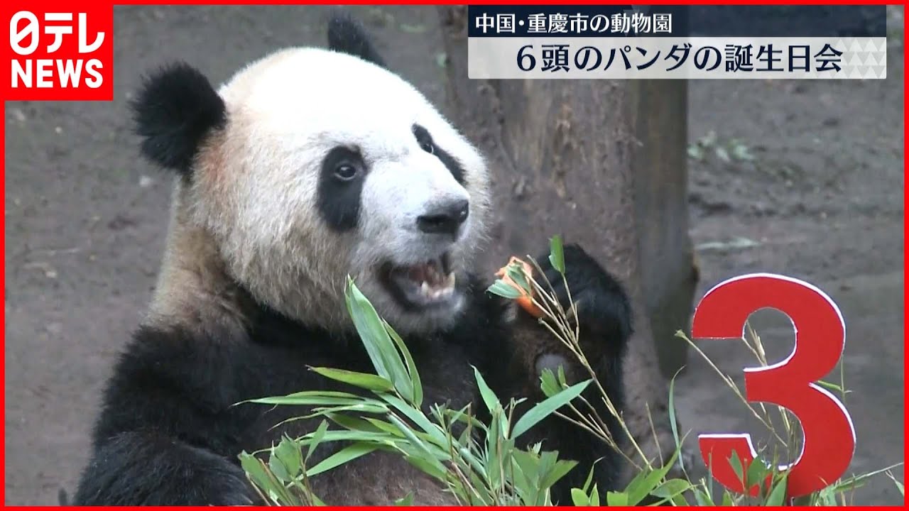 【中国・重慶市】パンダ6頭の誕生日会 来園者も作った“ケーキ”おいしそうに…