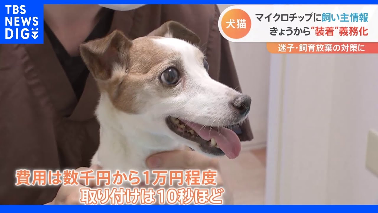 「殺処分の7割が迷子…」“迷子”減らせるか&nbsp;犬猫マイクロチップ装着義務化&nbsp;6月1日からスタートも残る課題｜TBS&nbsp;NEWS&nbsp;DIG