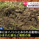 【かまれた痕も】イノシシに襲われたか 80代男性死亡 広島・庄原市
