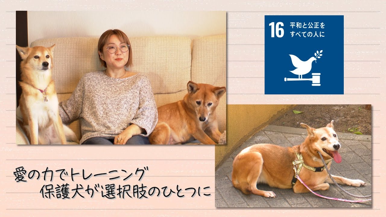 【SDGs】愛の力でトレーニング 保護犬が選択肢のひとつに（2022 /6/11）
