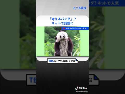 「考えるパンダ」？がネットで人気　#shorts | TBS NEWS DIG