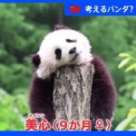 「考えるパンダ」？がネットで人気｜TBS NEWS DIG