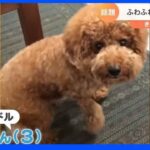 フワフワすぎるトイプードル｜TBS NEWS DIG